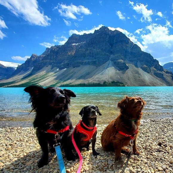 SHIPPING LABEL - Picture 1 of 1